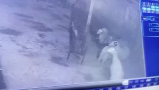 מתנחלי ישראל גנבו אמש כבשים מחווה באזור אל-רחניה במסאפר יטא, דרומית לחברון , לאחר שהתגנבו למתחם בעלי חיים ב…