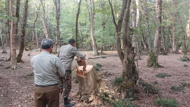 בכיף לכרות עצי הורקן באמול העבריינים זוהו ונעצרו ראש מחלקת אמול משאבי טבע: מבצעי כריתת שלושה גזעים של עצי י…