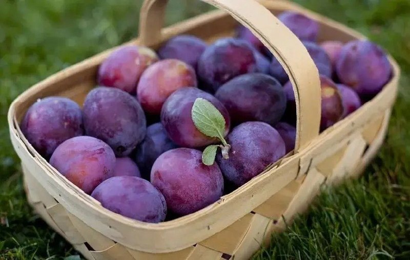 آخرین خبر تهران: ‼️مرداد؛ فصل برداشت میوه در برغان🔸برغان با آلوهای مشهور خود، یکی از روستاهای شناخته‌شده اطراف تهران است و محصولات آن به 