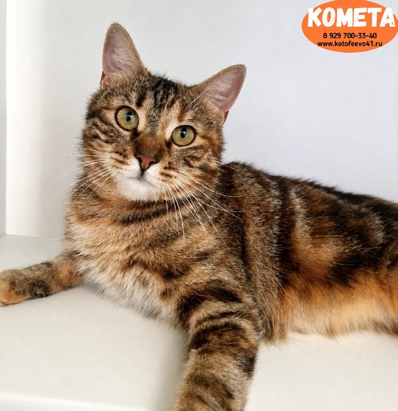 Кошечка *Комета*
Обаятельная красотка!
Ласковая и...