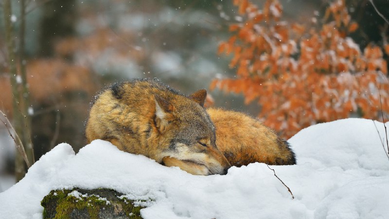天气暖和了再叫醒我巴伐利亚森林国家公园里睡觉的狼，德国 (© Raimund Linke/Getty Images)