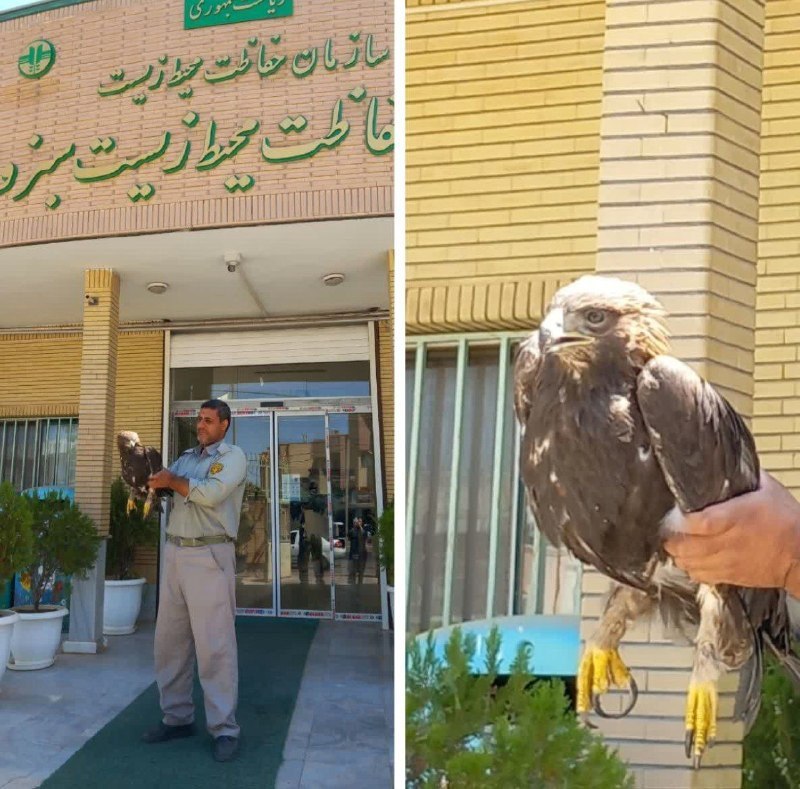 پایگاه خبری هفت قلم سبزواربزرگ: . ⭕️ دستگیری باند قاچاق حیات وحش در سبزوار 🔹فربد هومن، سرپرست اداره حفاظت محیط زیست سبزوار گفت: یگان حفاظت اداره محیط زی