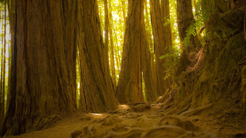 Where time grows tallGiant redwood trees in Muir Woods National Monument, California (© photo by canderson/Getty Images)
