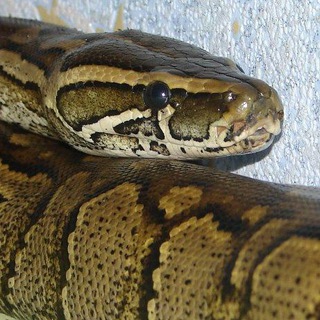 Python Technologies Telegram Group Link