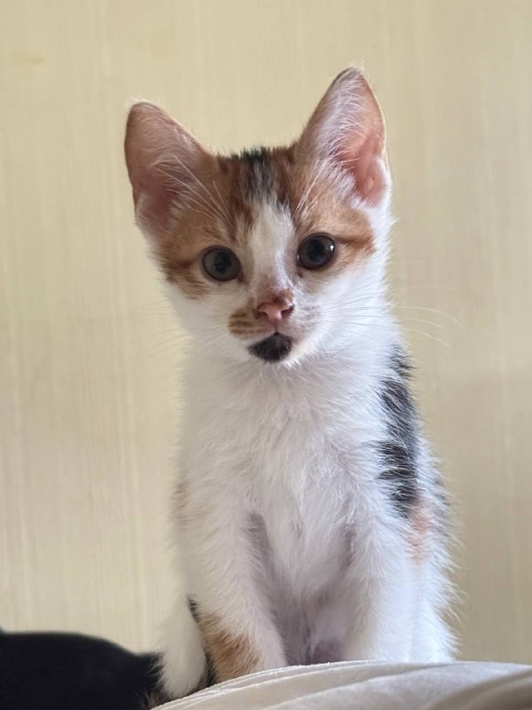 Ищем дом для котят 🐾 — фото 1