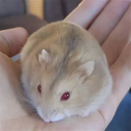 Снова отдаем хомячка в добрые руки 🐹🏠, подросли малыши хомячата 🐾✨. Если вы несовершеннолетний, н — фото 1