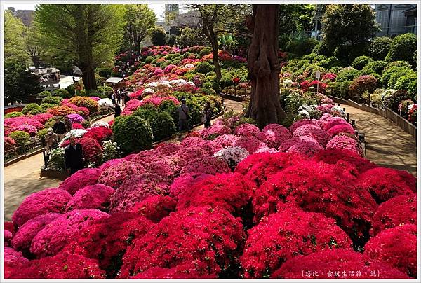 [東京|四月つつじ祭。根津神社 杜鵑爭艷 美不勝收]