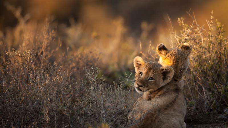 Sunrise on the savannaLion cubs at sunrise, South Africa (© Ruan Springorum/Getty Images)