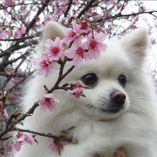 ☕Кофейный хангуго🇰🇷 Telegram Group Link