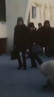 האם אתה יכול לדמיין דוב קוטב מובל לטיול בחצר שלך? אבל תושבי נורילסק אפילו לא צריכים לדמיין. בשנת 1974 הובא…