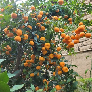 Субтропик (sitrus)(цитрус) кўчатлар🍊🍋🥝