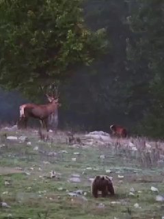 הקלטת רגע יפה של נוכחותם של מירל ודוב בפריים אחד ביערות הורקנין וידאו: חאמד טזרוביאן, חוקר טבע