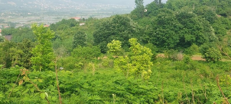 دهستان درازکلا: از عشقِ خُدا نه بَرْ زیان خواهی شدبی جان ز کجا شوی که جان خواهی شداول به زمین از آسمان آمده ایآخر ز زمین بر آسمان خواهی 