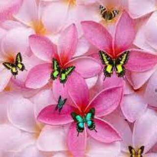 قروب سوالف شباب وبنات 🦋