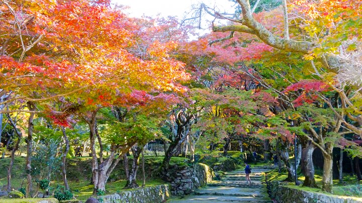 滋賀縣湖東三山--西明寺賞楓記