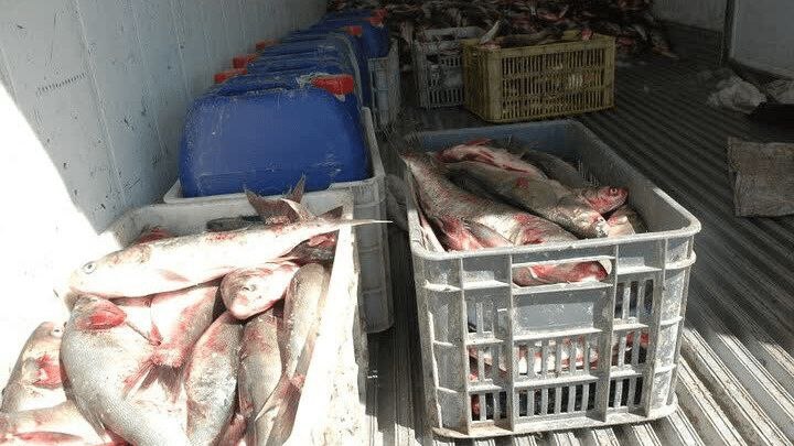 اخبار اصفهان: توقیف کامیون حامل ۳ تن ماهی فاقد مجوز در بویین و میاندشت🔹فرمانده انتظامی شهرستان بویین و میاندشت از توقیف یک دستگاه کامی