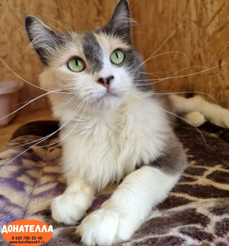 Кошечка *Донателла*
Невероятная красотка с...