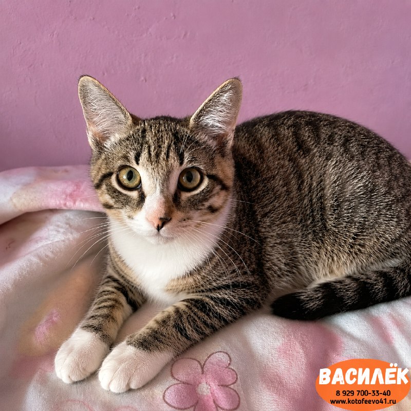 Котёнок *Василёк*
Возраст 7 месяцев.
Полосатый...