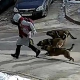 STOPDOG24
