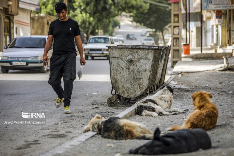 Eradication of rabies requires the transfer of reactive measures and a focus on the prevention/registration of 440,000 animal bites