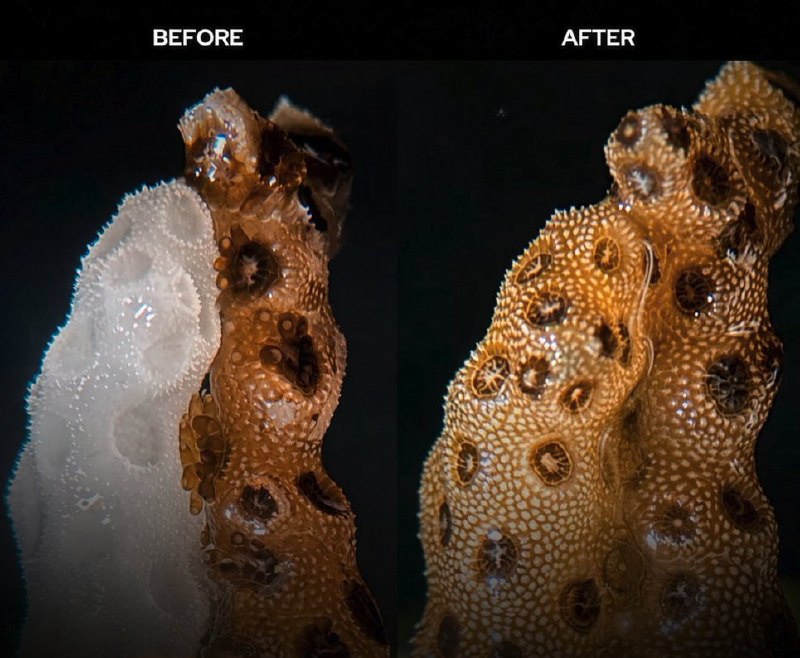 Bleached corals can recover within seven weeks after direct contact with healthy genetic clones of themselves.