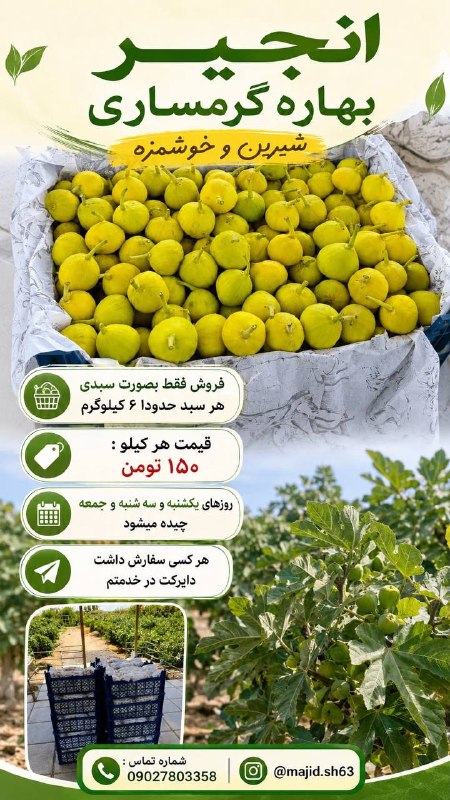 اخبار گرمسار: #تبلیغات_اخبارگرمسارانجیر بهاره گرمساری شیرین و خوشمزه فروش فقط بصورت سبدی هر سبد حدودا ۶ کیلوگرم قیمت هر کیلو : ۱۵۰ توم