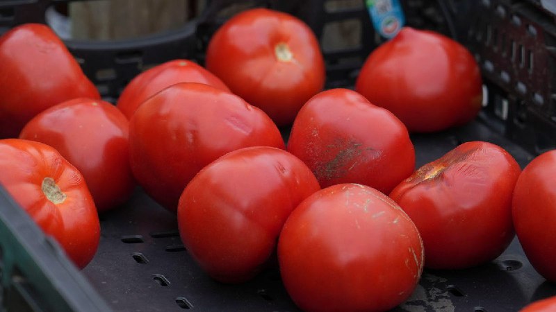 Tomatoes sold in 14 states recalled over salmonella risk: See map
