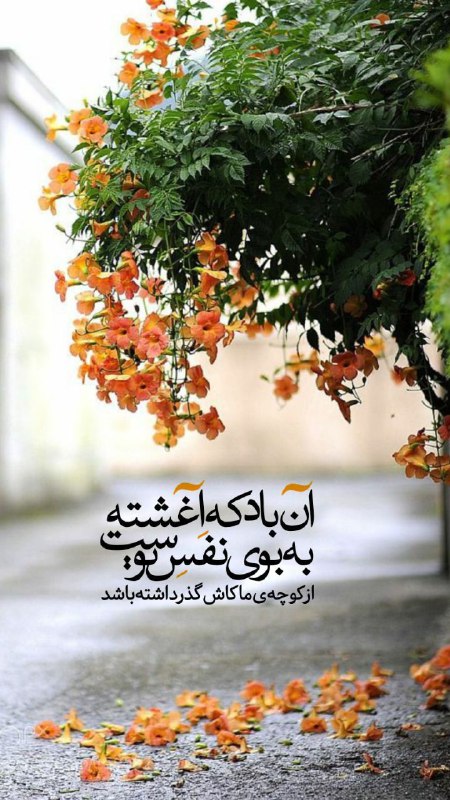بوی نرگس عطریاس شیعیان مقیم آمریکا: سلام مهربان پدرم ، مهدی جان صبحتان بخیر ، عزیز دل های ماچه دل انگیز است هر صبح به شما سلام کردن ، هر روز با شما حرف زدن 