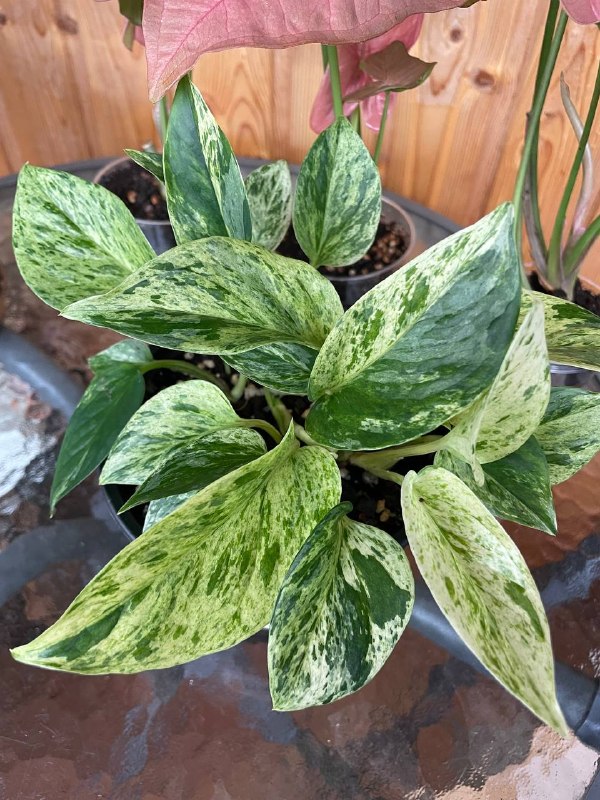 Домашнее растение. Эпипренум марбл квин. 20 лар. Пушистый, несколько черенков в одном горшке — фото 1