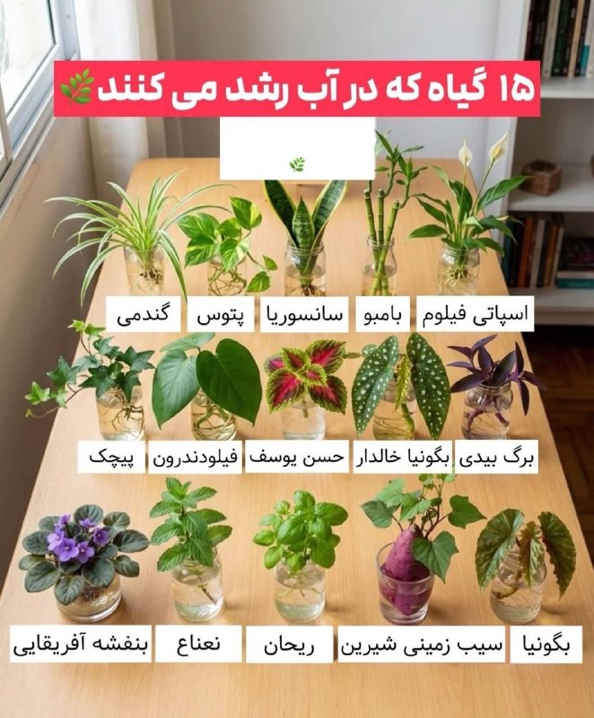 مرکز بهداشت کشوری: ☑️ ۱۵ گیاه که برای رشد نیازی به خاک ندارند@Behdasht_iran