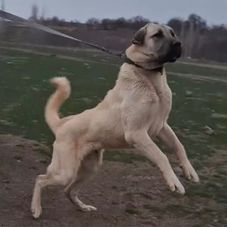 👈🐕‍🦺🐕‍🦺گروه قارتال اسطوره بدونه💪💪🏅🏅 شکست ایران🔥🔥