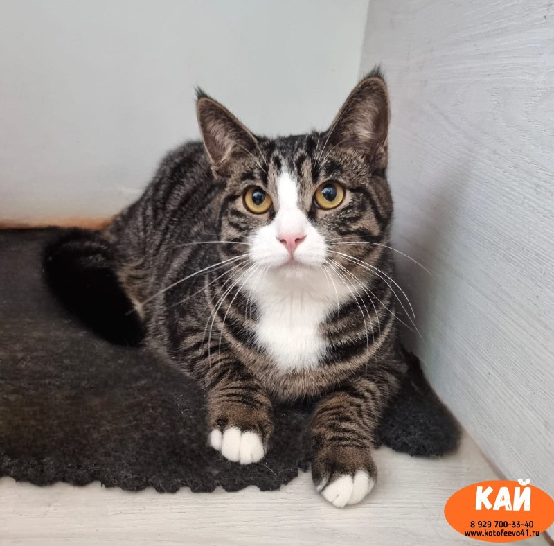 Котик *Кай*
Обаятельный скромняга!
Этот молоденький...