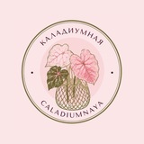 КАЛАДИУМНАЯ