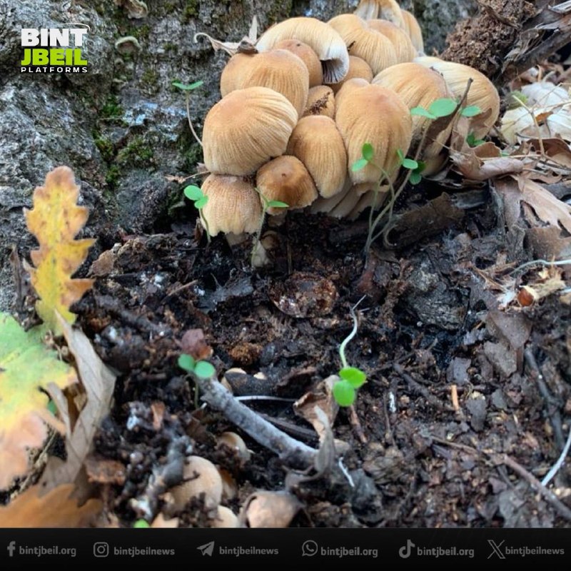 The Ministry of Health warns of the dangers of eating forest mushrooms: two cases of poisoning were recorded, one of which required admission to the intensive care unit, as a result of eating forest mushrooms collected from the wild and cooked at home.