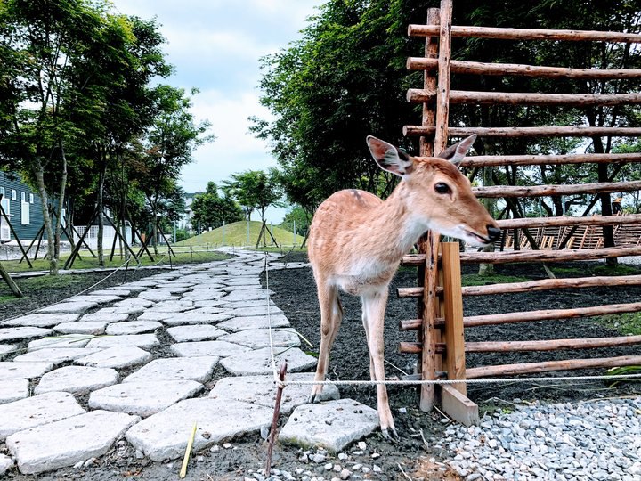 【宜蘭】冬山｜斑比山丘 Bambi Land。親近小鹿互動零距離