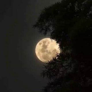 Telegram profile photo for تنهای شب