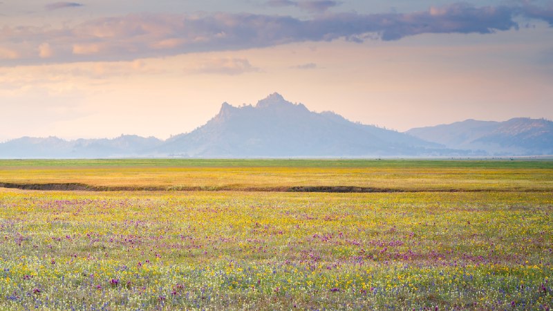 Patterns of springWildflower bloom, Central Valley, California (© Jeff Lewis/Tandem Stills + Motion)
