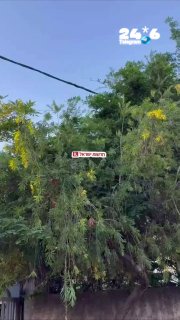 🇮🇱 רחובות: עובדי חברת החשמל הגיעו לתקן תקלה ונתקלו בנחש צפע ענק זוחל על הכבלים.