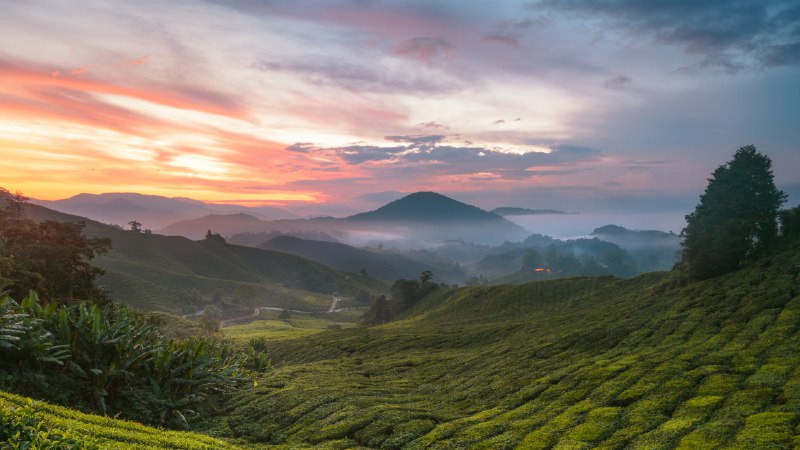充满茶香的一天卡梅隆高地茶园，马拉西亚 (© alex cheong/Getty Images)