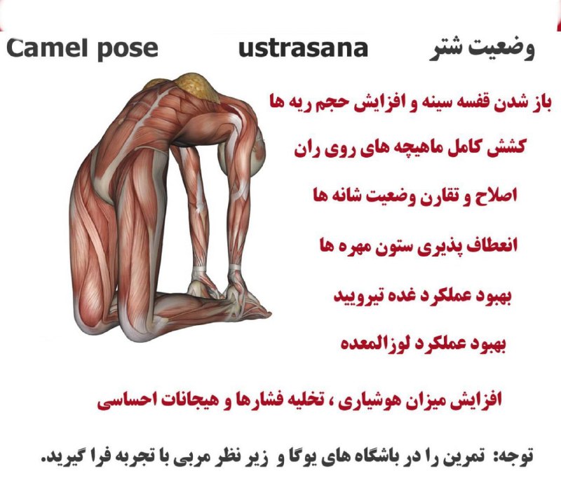 یوگا و سلامتی: #یوگا#وضعیت_شتر✅ فواید اجرای حرکت اشتر آسانا🆑 @healthy_yoga 🌸🍃