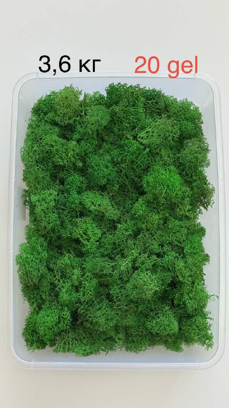 Продам Стабилизированный мох флористический — фото 1