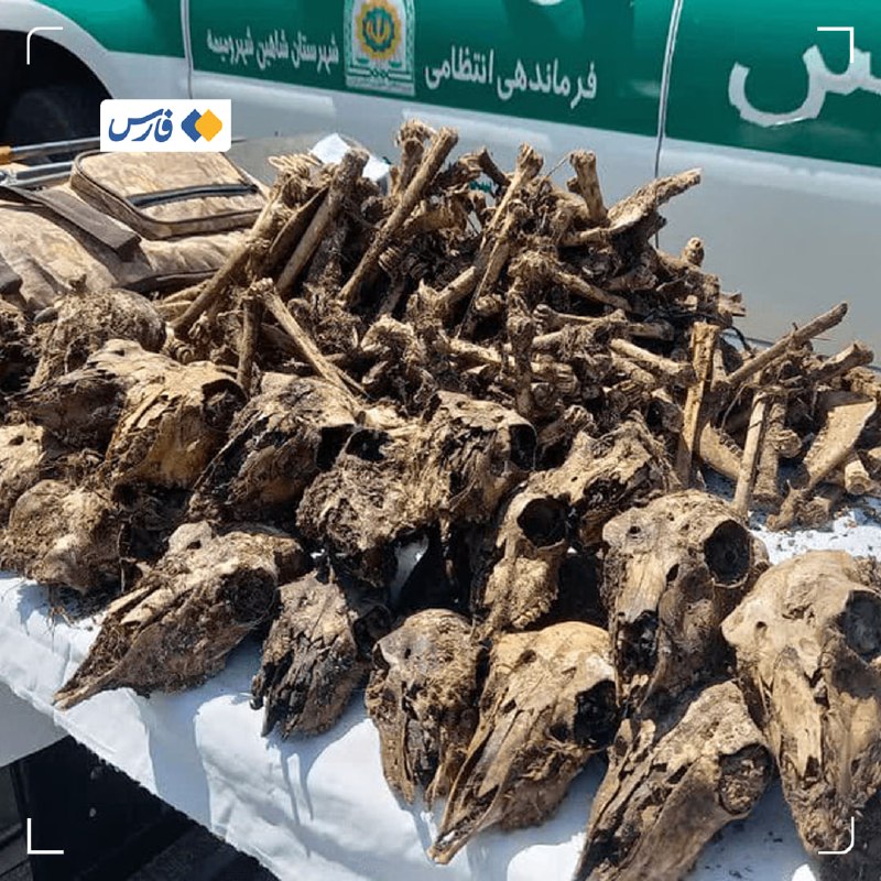 خبرگزاری فارس ✔: ابهام در پرونده کشف جمجمه ۴۱ آهو در چاهی در شاهین‌شهر🔹فرمانده یگان حفاظت محیط‌زیست استان اصفهان: شواهد اولیۀ ماجرای کشف 