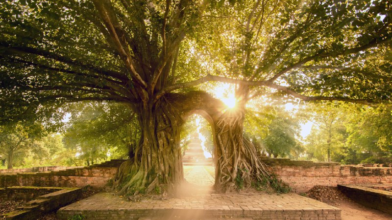 A piece of piWat Phra Ngam, Ayutthaya Historical Park, Thailand (© boonchai wedmakawand/Alamy)