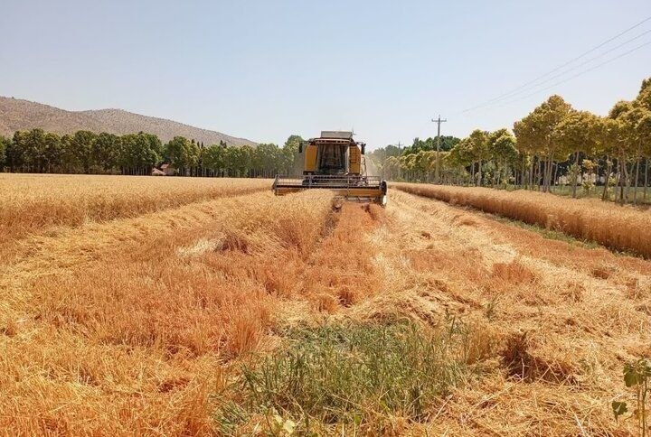 نسیم آنلاین: پرداخت مطالبات گندمکاران تا پایان شهریور🔹معاون امور زراعت وزارت جهاد کشاورزی اعلام کرد که تاکنون بهطور میانگین ۵۵ درصد