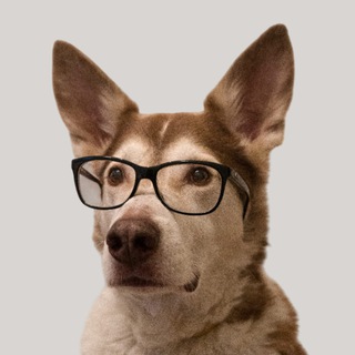 Telegram profile photo for ITDog
