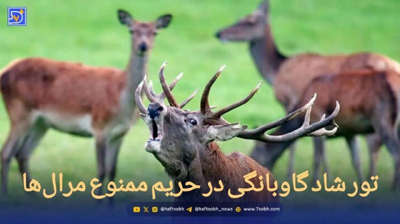 گروه خبری رویداد: ❗️آگهی‌های تور گاوبانگی در فضای مجازی روزبه‌روز در حال افزایش است. 🔸تبلیغاتی که می‌تواند تبعات جبران‌ناپذیری بر جمعیت مر