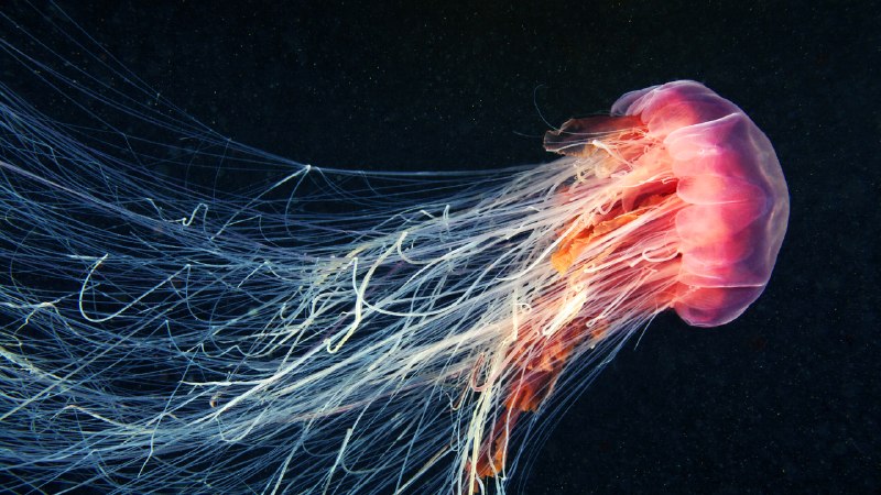 Drift with the currentLion's mane jellyfish swimming in the ocean (© Alexander Semenov Images/Shutterstock)
