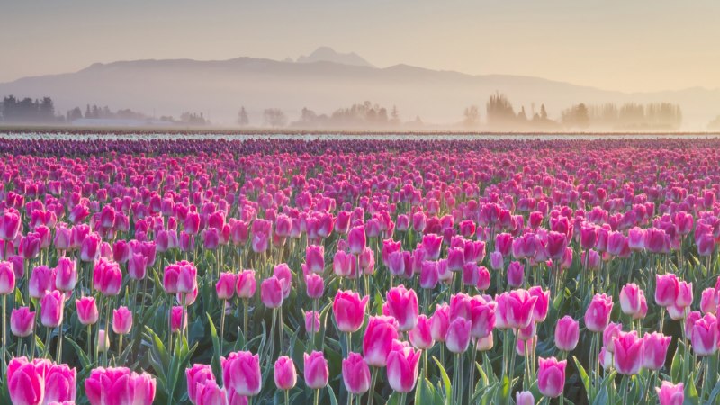 Petal paradeSkagit Valley Tulip Fields, Washington (© Alan Majchrowicz/Getty Images)