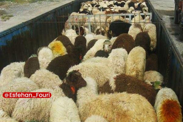 اصفهان فوری: کشف ۳۰ رأس گوسفند بدون مجوز در نایین🔹فرمانده انتظامی شهرستان نایین از کشف ۳۰ رأس گوسفند بدون مجوز به ارزش ۱۰ میلیارد ریا