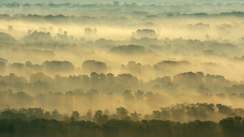 Where roots run wildLetea Forest, Danube Delta, Romania (© Wild Wonders of Europe/Widstrand/Nature Picture Library)